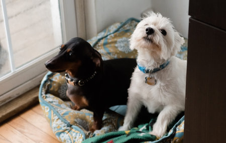 Black dachshund and west highland white terrier
