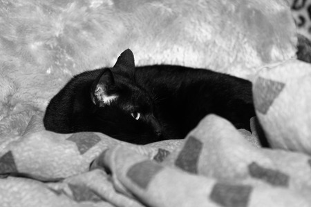 Black catの写真素材