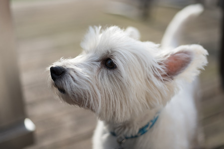 West Highland White Terrierの写真素材
