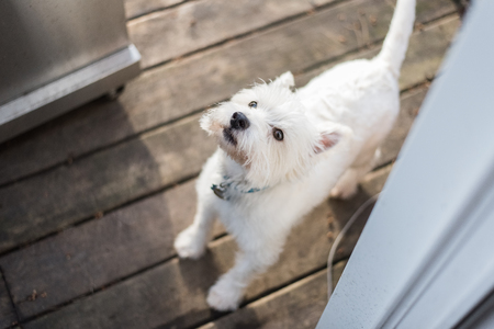 West Highland White Terrierの写真素材