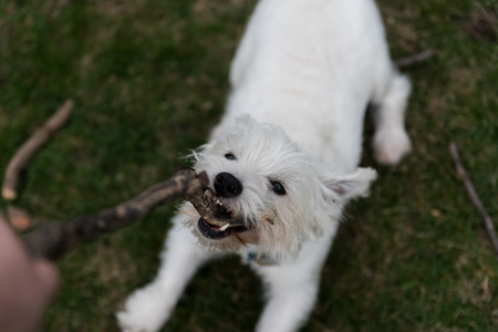 West Highland White Terrier playing outside with a stickの写真素材