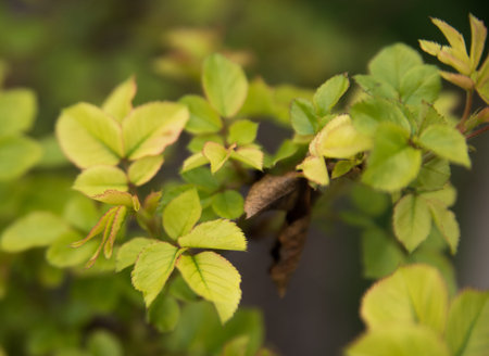 Green leavesの写真素材