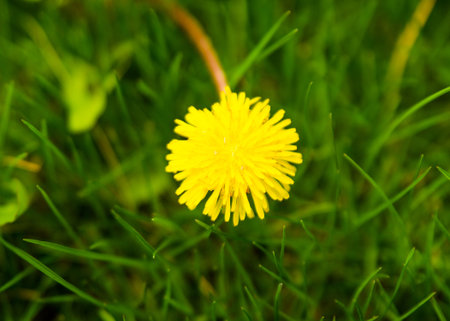 Dandelion