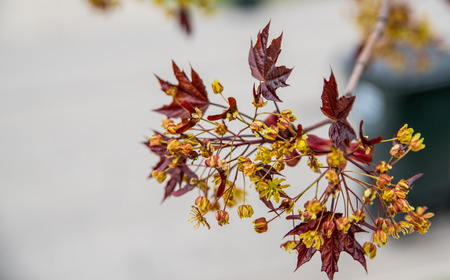 Green flowersの写真素材