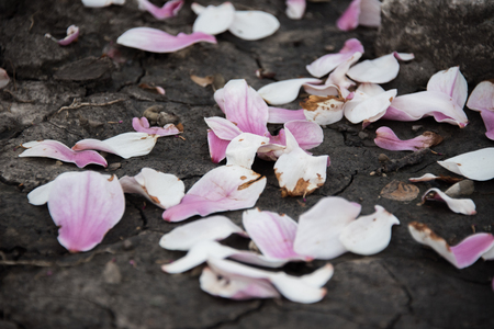 Pink flowers on a groundの写真素材