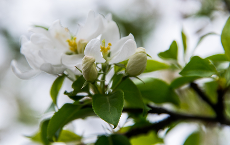 White flowers on a treeの写真素材