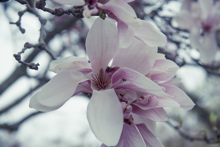 Purple flowersの写真素材