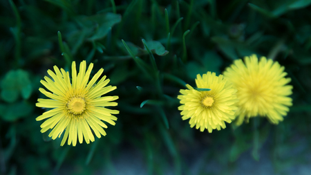 Dandelionの写真素材