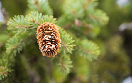 Fir coneの写真素材