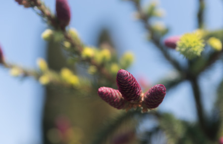 Small pink fir cones on a pine treeの写真素材