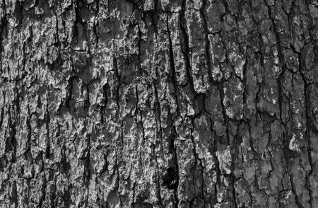 Black and white tree textture wood grey