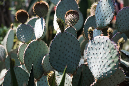 Beautiful green cactus in a botanic garden in Chicago