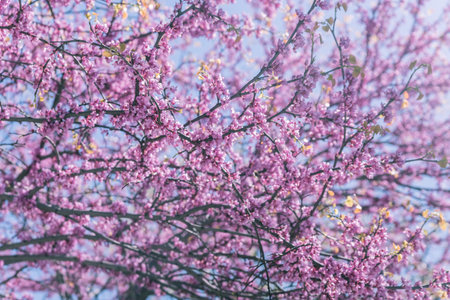 Flowers on a tree in a park