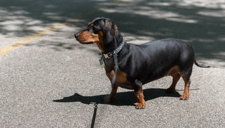 Young black dachshund on an alley in the parkの写真素材