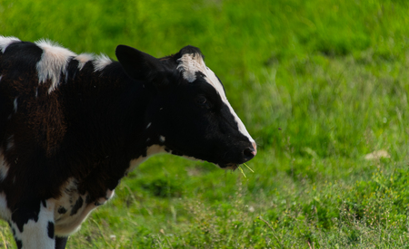 Big cow on a field on the farmの写真素材
