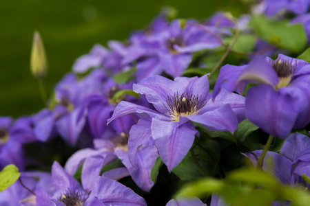 Beautiful flowers in the Chicago downtown parkの写真素材