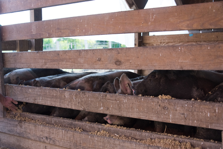 Big pigs in a barn on the farmの写真素材