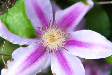 Beautiful flowers in the Chicago downtown parkの写真素材