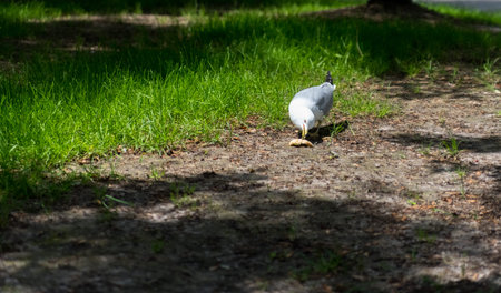 White sea gull eating bread in a park