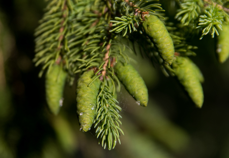 Small green fir cones on a pine treeの写真素材