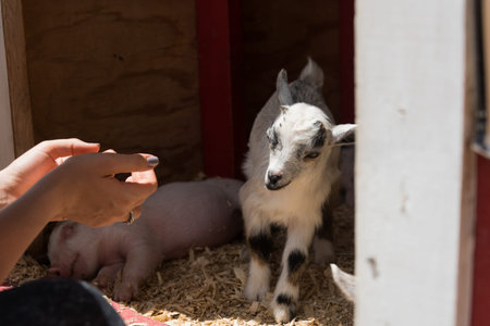 Young small baby goat on a farm