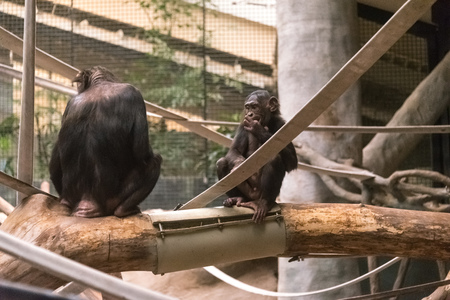 Big monkey in a zooの写真素材