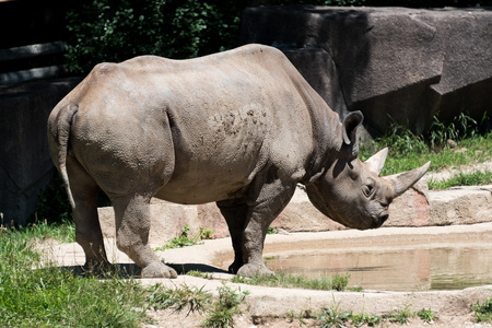 Big rhino in a Milwaukee county zooの写真素材