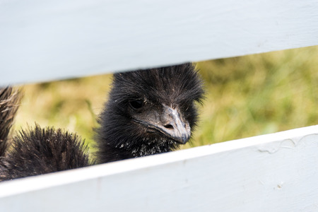 Big black emu on a country farmの写真素材