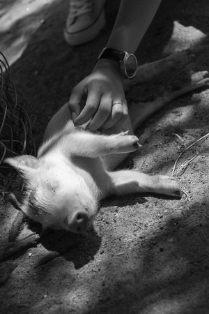 Young little baby pig on the floorの写真素材