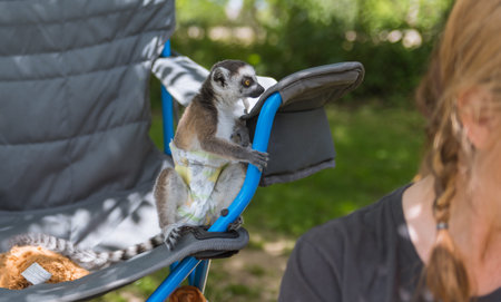 Small young lemur with a diapers on him
