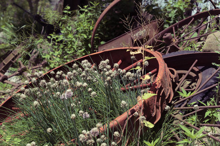 Big old rusted carriage wheels on the groundの写真素材