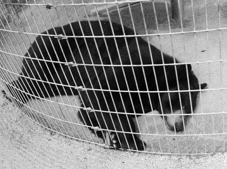 Big brown bear behind the fence on a farmの写真素材