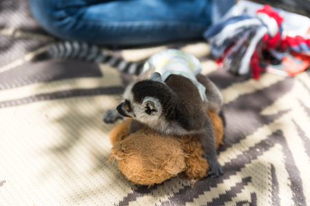 Small young lemur with a diapers on himの写真素材