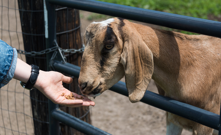 Big young goat on a country side farmの写真素材