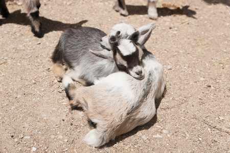 Young small baby goat on a farmの写真素材