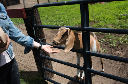 Big young goat on a country side farmの写真素材