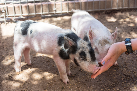small goat and pigletsの写真素材