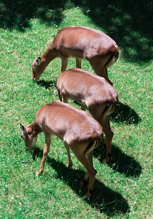 Big impala on the green grass on the fieldの写真素材