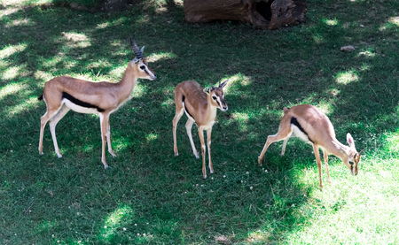 Big impala on the green grass on the fieldの写真素材