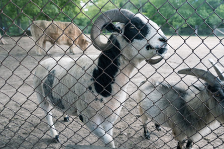Black and white ram behind the fenceの写真素材