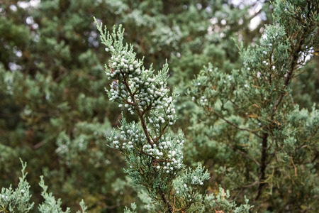 Green tree branch in a botanic gardenの写真素材