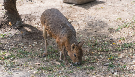Big cavy on a country safari farmの写真素材
