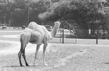 Big camel on a country safari farmの写真素材
