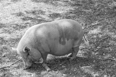 Big pig on a country farmの写真素材