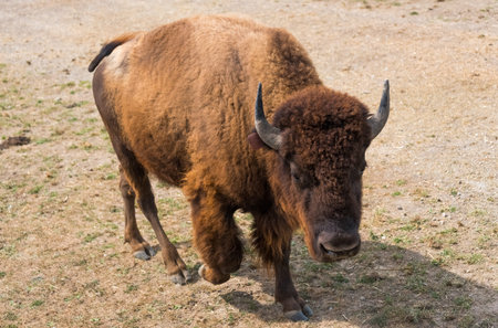 Big buffalo on a country safari farm