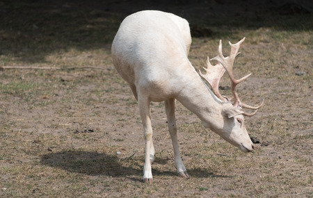 Small European deer on a country farmの写真素材