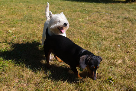 Little black dachshund and west highland white terrier playing on a backyard
