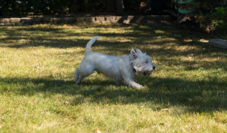 West Highland White Terrier playing on a backyardの写真素材