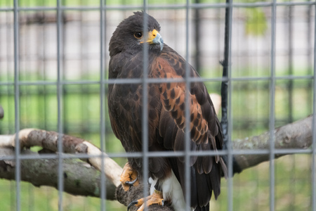 Big hawk sitting on a branch in a zooの写真素材