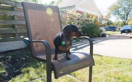 Little black dachshund playing on a backyardの写真素材